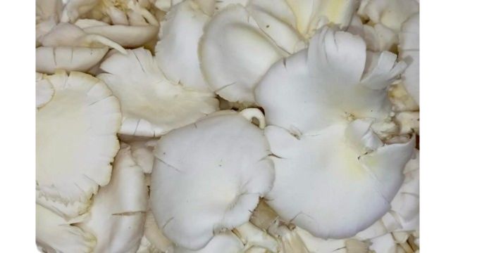 Sada Mashroom